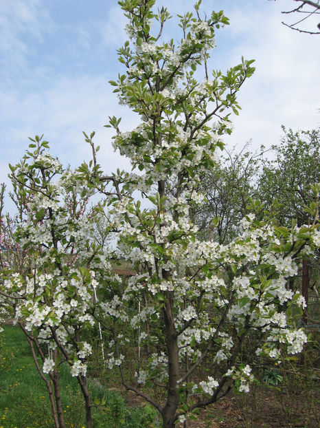Picture 7789 - Flori de gradina 2015-2018