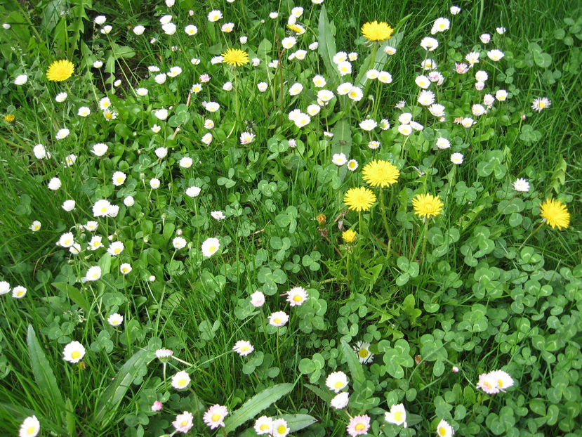 Picture 7785 - Flori de gradina 2015-2018