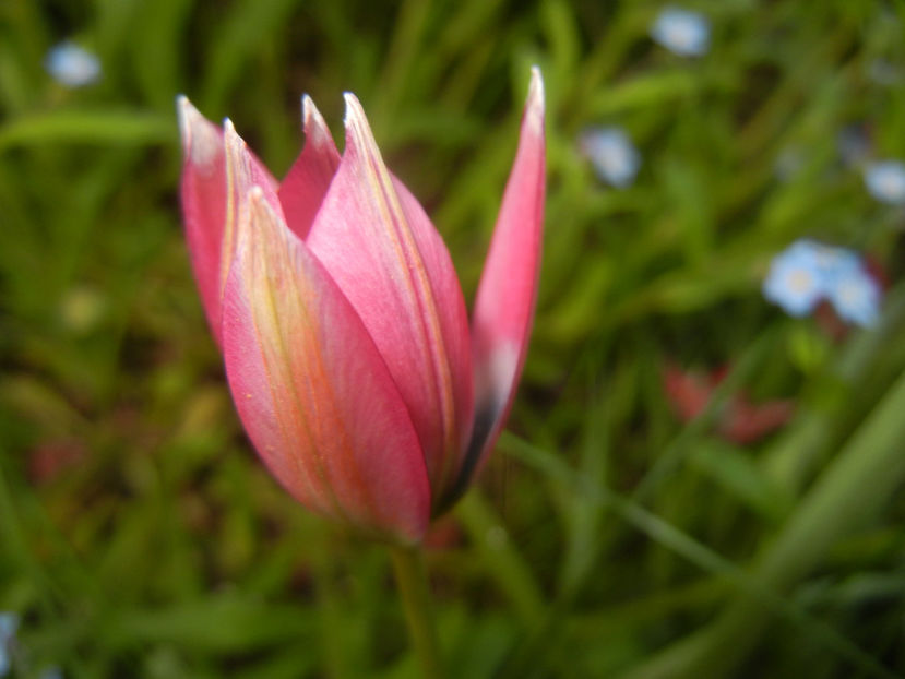 Tulipa Little Beauty (2017, April 15) - Tulipa Little Beauty