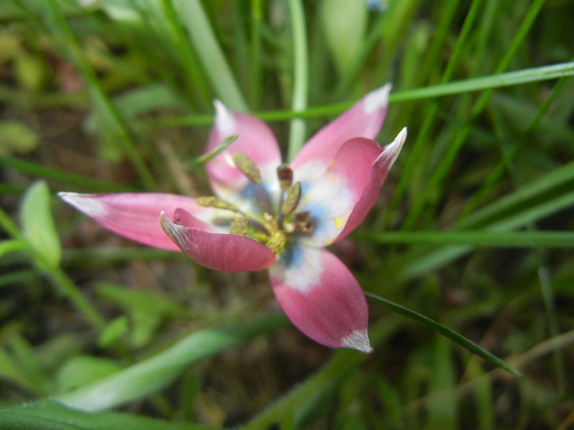 Tulipa Little Beauty (2017, April 15) - Tulipa Little Beauty