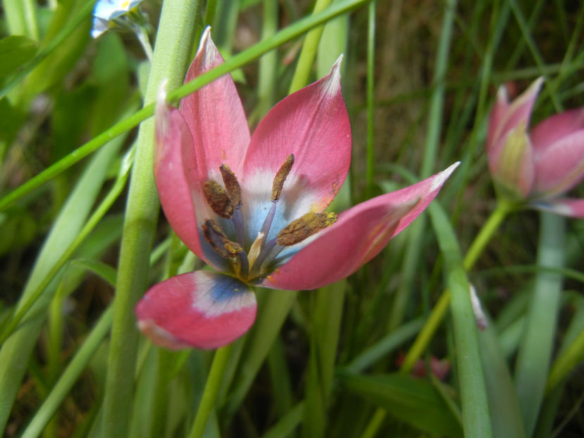 Tulipa Little Beauty (2017, April 15) - Tulipa Little Beauty
