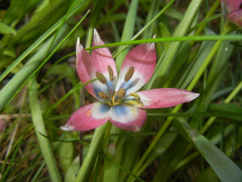 Tulipa Little Beauty (2017, April 15) - Tulipa Little Beauty