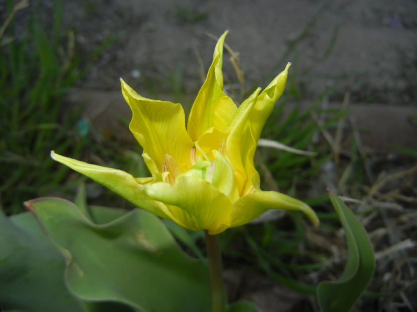 Tulipa Yellow Spider (2017, April 11) - Tulipa Yellow Spider
