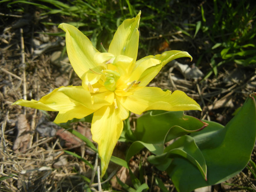 Tulipa Yellow Spider (2017, April 13) - Tulipa Yellow Spider
