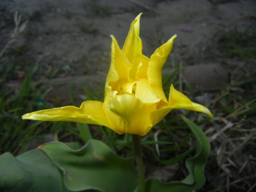 Tulipa Yellow Spider (2017, April 13) - Tulipa Yellow Spider