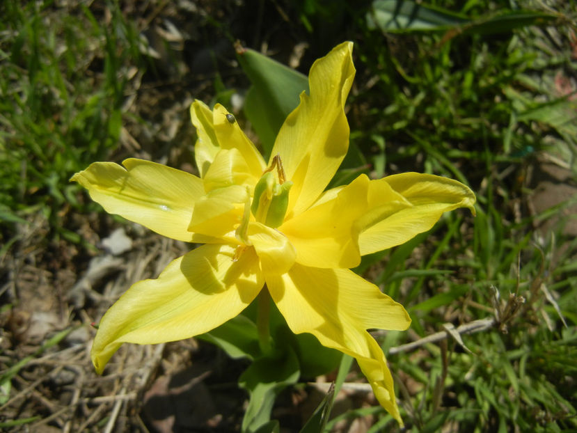Tulipa Yellow Spider (2017, April 13) - Tulipa Yellow Spider