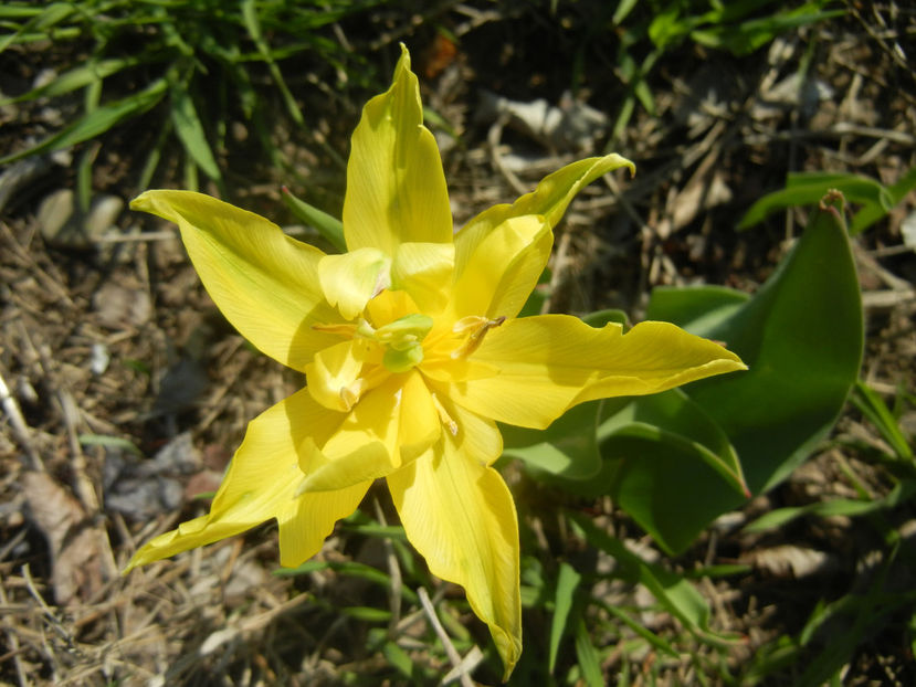 Tulipa Yellow Spider (2017, April 13) - Tulipa Yellow Spider