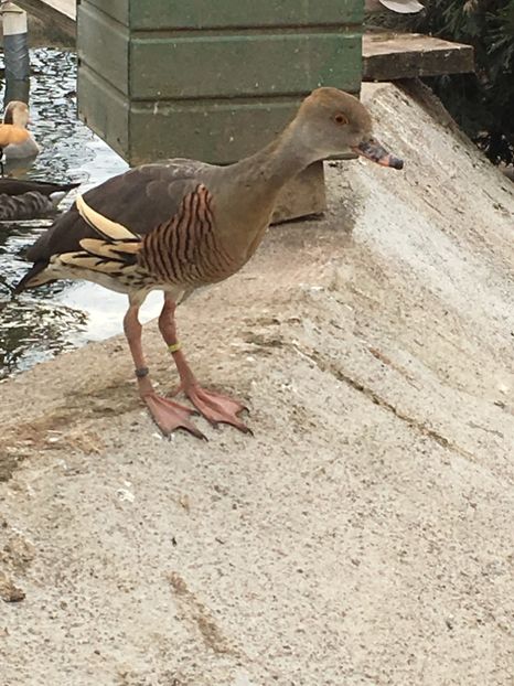  - Gisca Fluieratoare Cu Secera