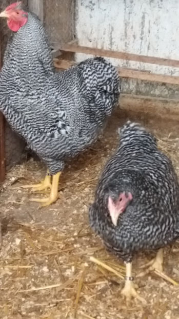  - Wyandotte barat matca 2017