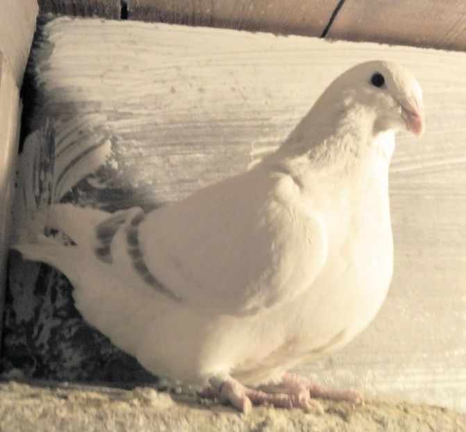  - - A - CRESCATOR POLIVALENT