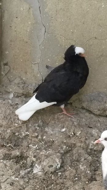 capucin - pui 2017 din toate rasele