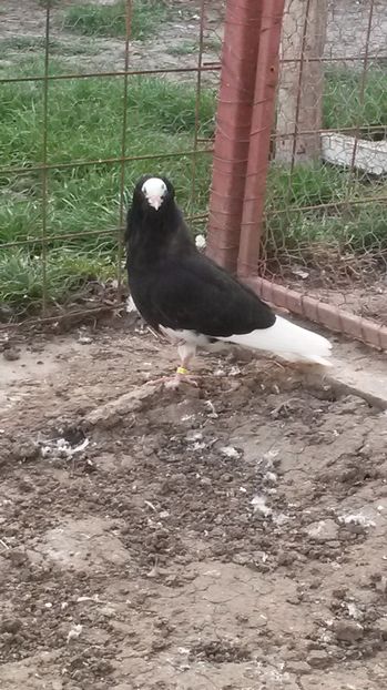 si fratele - pui 2017 din toate rasele