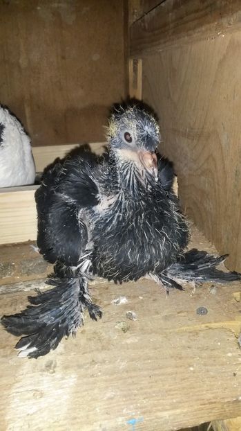 tobosar german 1 - pui 2017 din toate rasele