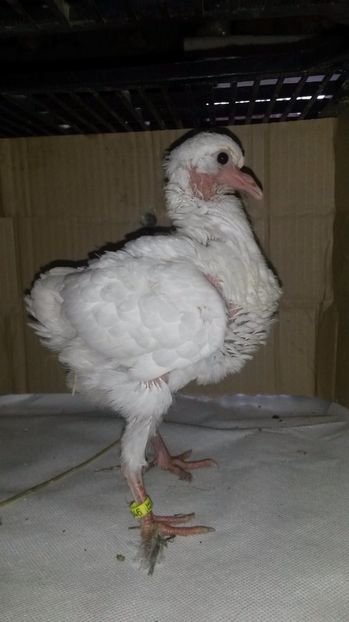 king - pui 2017 din toate rasele