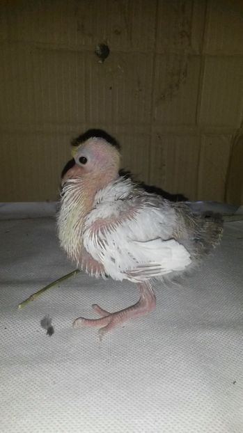 voltat coada rosie - pui 2017 din toate rasele