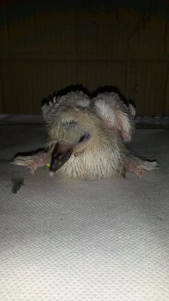 cap de maur - pui 2017 din toate rasele