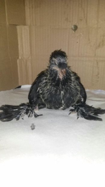 tobosar german 2 - pui 2017 din toate rasele