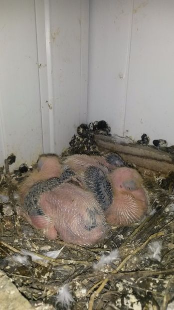 satineti - pui 2017 din toate rasele