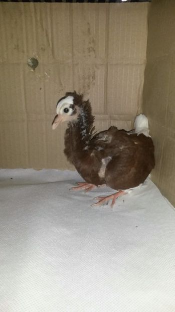 fratele - pui 2017 din toate rasele