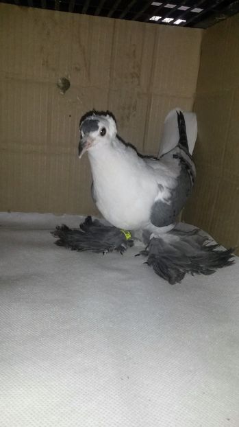 randunica - pui 2017 din toate rasele