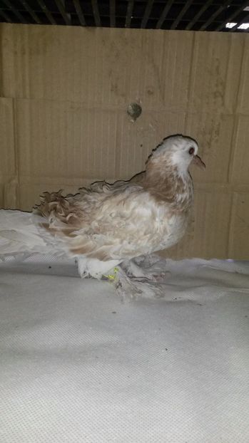  - pui 2017 din toate rasele