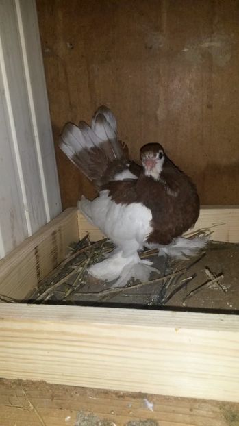 wolga - pui 2017 din toate rasele