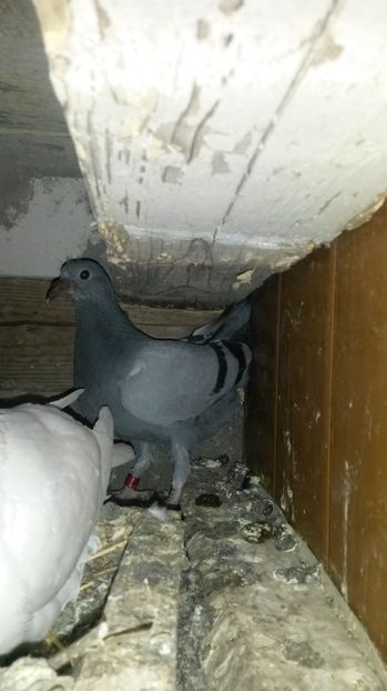 un frumos voiajor - pui 2017 din toate rasele