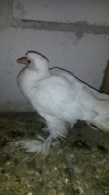 gusat - pui 2017 din toate rasele