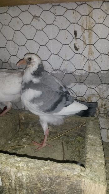 voiajor - pui 2017 din toate rasele