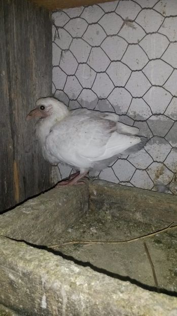 voiajor - pui 2017 din toate rasele