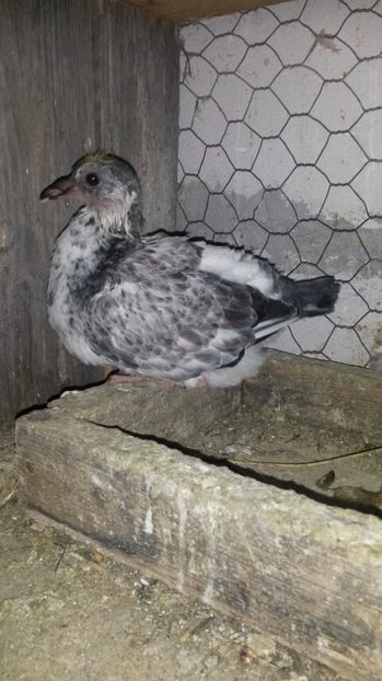 voiajor - pui 2017 din toate rasele