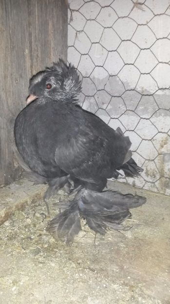 tobosar german 3 - pui 2017 din toate rasele