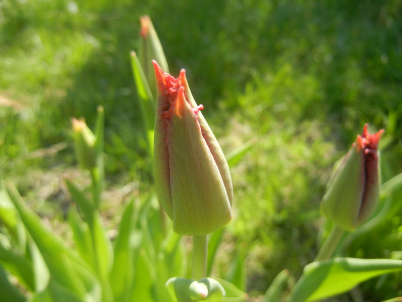 Tulipa Pacific Pearl (2016, April 13) - Tulipa Pacific Pearl