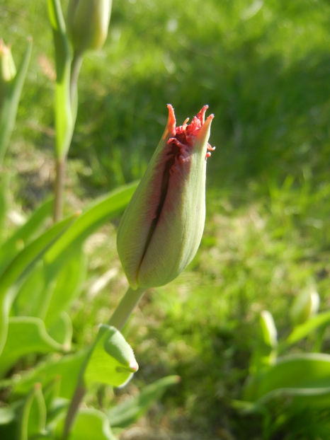 Tulipa Pacific Pearl (2016, April 13) - Tulipa Pacific Pearl