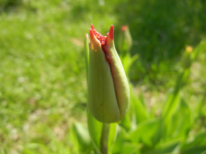 Tulipa Pacific Pearl (2016, April 13) - Tulipa Pacific Pearl