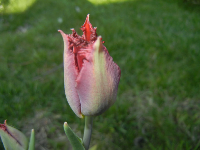 Tulipa Pacific Pearl (2016, April 15) - Tulipa Pacific Pearl