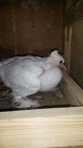 alt voltat indian - pui 2017 din toate rasele