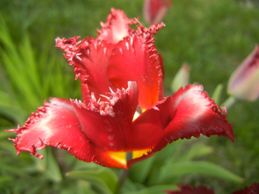 Tulipa Pacific Pearl (2016, April 15) - Tulipa Pacific Pearl