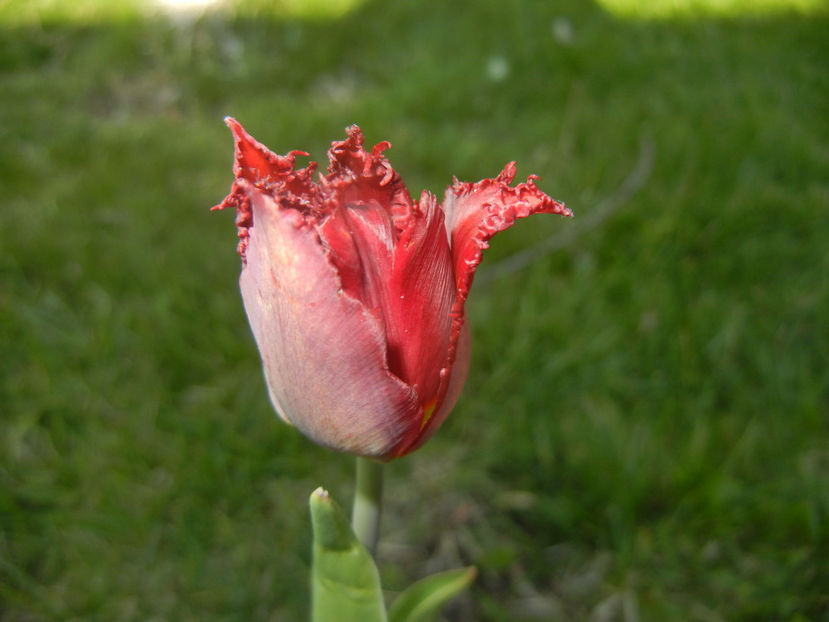 Tulipa Pacific Pearl (2016, April 15) - Tulipa Pacific Pearl