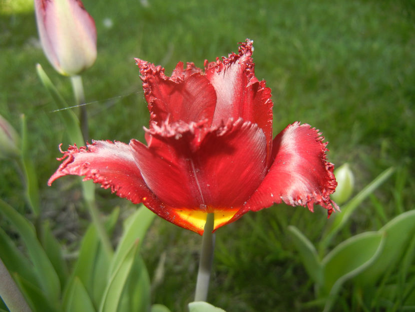 Tulipa Pacific Pearl (2016, April 15) - Tulipa Pacific Pearl