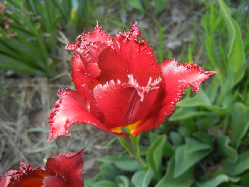 Tulipa Pacific Pearl (2016, April 15) - Tulipa Pacific Pearl