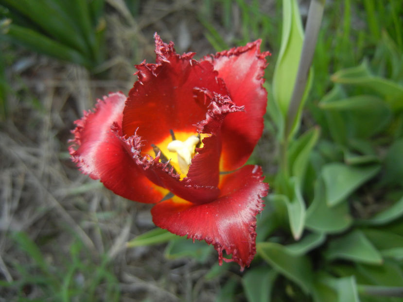 Tulipa Pacific Pearl (2016, April 15) - Tulipa Pacific Pearl