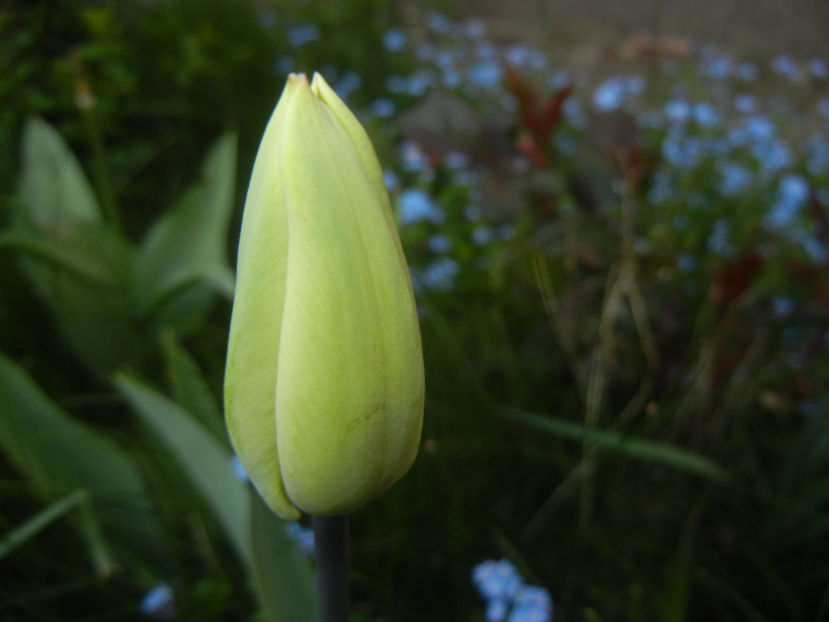 Tulipa Shirley (2017, April 13) - Tulipa Shirley