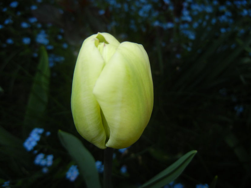 Tulipa Shirley (2017, April 14) - Tulipa Shirley