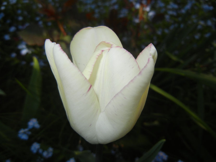 Tulipa Shirley (2017, April 15) - Tulipa Shirley