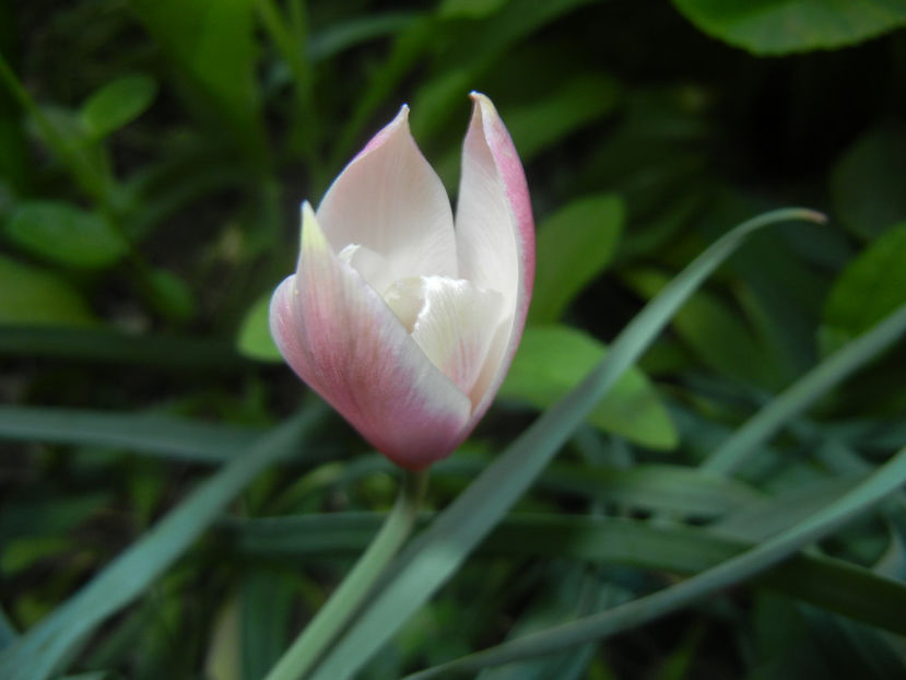 Tulipa Peppermint Stick (2017, April 14) - Tulipa Peppermint Stick