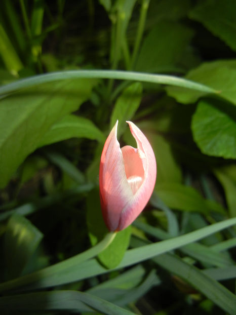 Tulipa Peppermint Stick (2017, April 15) - Tulipa Peppermint Stick