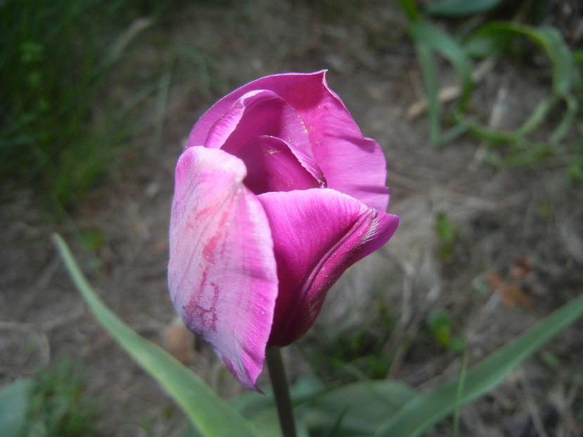 Tulipa Purple Flag (2017, April 14) - Tulipa Purple Flag