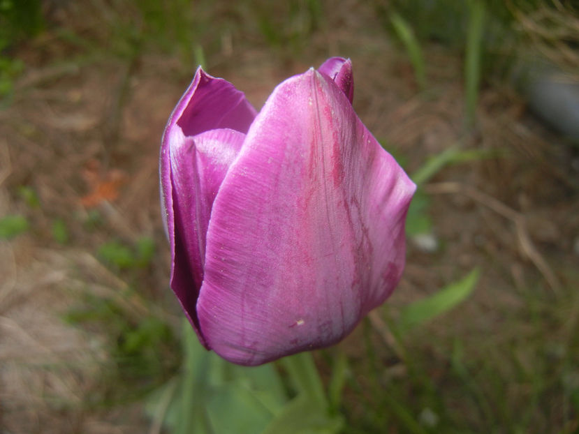 Tulipa Purple Flag (2017, April 15) - Tulipa Purple Flag