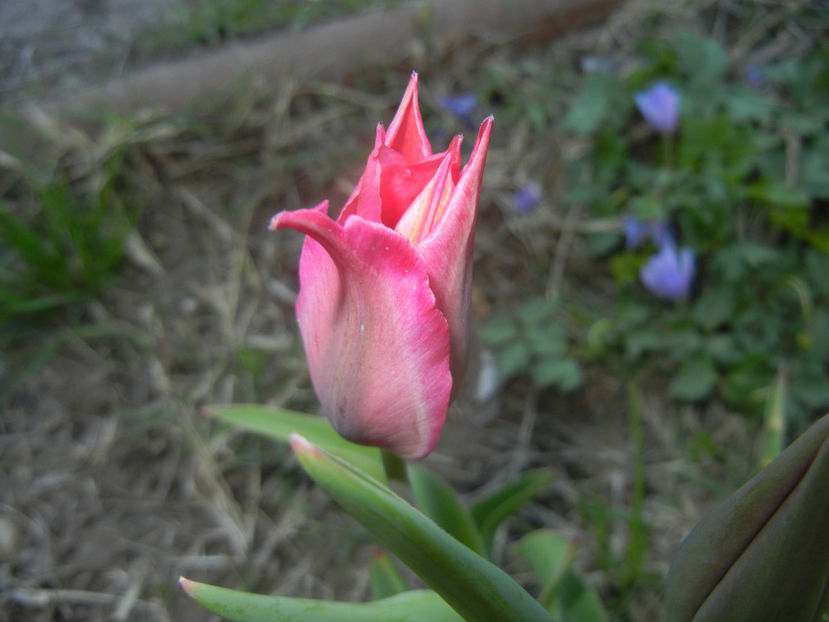Tulipa Pimpernel (2017, April 15) - Tulipa Pimpernel